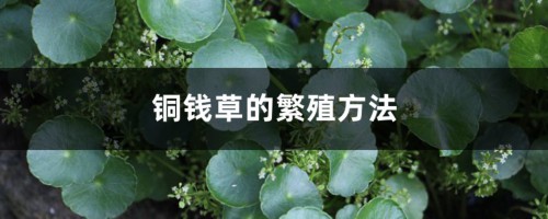 铜钱草的繁殖方法