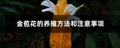 金苞花的养殖方法和注意事项