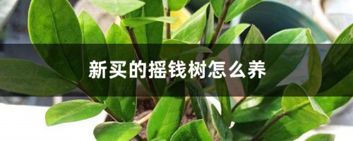 新买的摇钱树怎么养