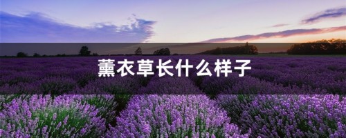 薰衣草长什么样子，薰衣草的介绍和特点