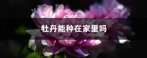 牡丹能种在家里吗，放家里好不好