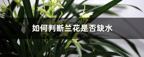 如何判断兰花是否缺水，缺水怎么处理