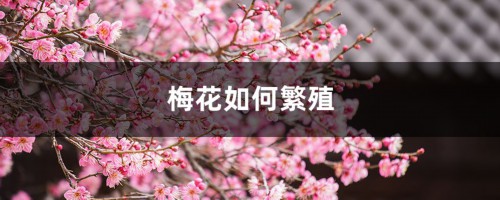 梅花如何繁殖，梅花繁殖常用的方法