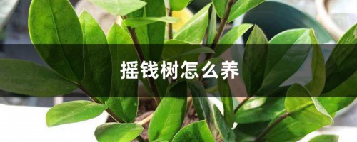 摇钱树怎么养，摇钱树植物图片