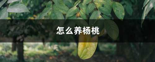 怎么养杨桃