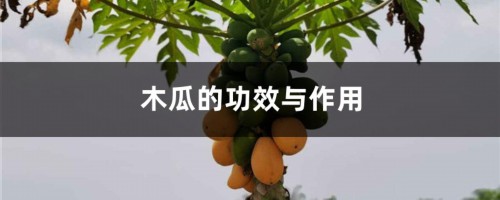 木瓜的功效与作用