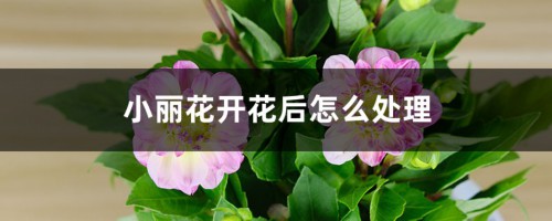 小丽花开花后怎么处理，怎么剪