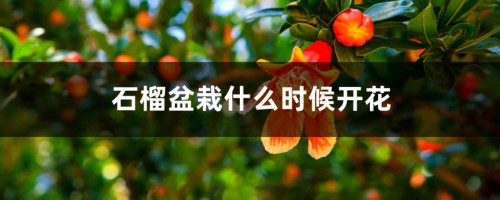 石榴盆栽什么时候开花