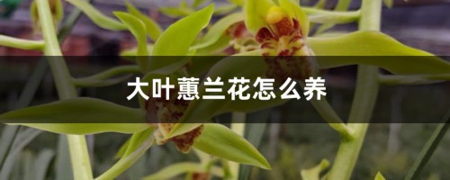 大叶蕙兰花怎么养