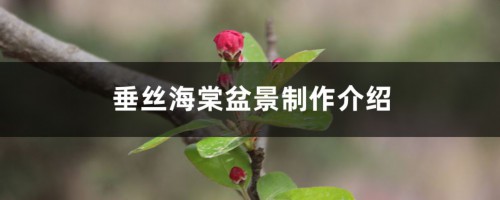 垂丝海棠盆景制作介绍