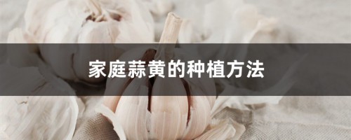 在家怎么种蒜黄，家里怎么种蒜黄长得快