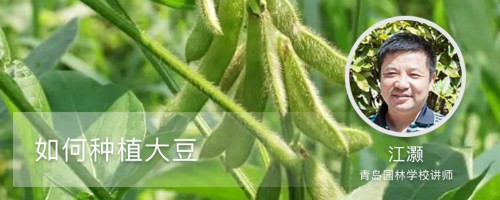 如何种植大豆