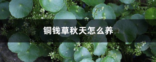 铜钱草秋天怎么养