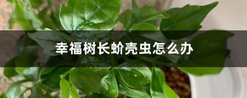 幸福树长蚧壳虫怎么办