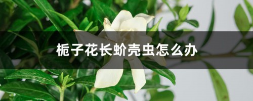 栀子花长蚧壳虫怎么办