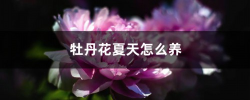 牡丹花夏天怎么养