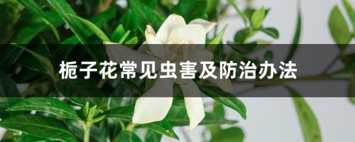 栀子花常见虫害及防治办法