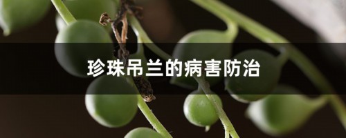 珍珠吊兰的病害防治