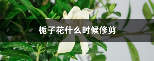 栀子花什么时候修剪