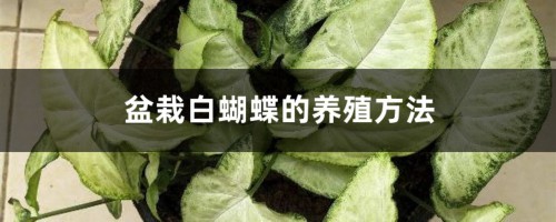 盆栽白蝴蝶的养殖方法