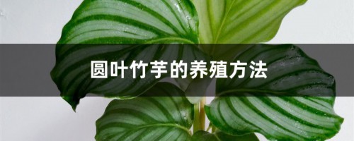 圆叶竹芋的养殖方法