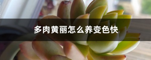 多肉黄丽怎么养变色快