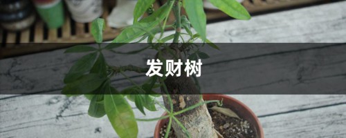 快死的绿萝发财树…被她3分钟救活，咋做的？